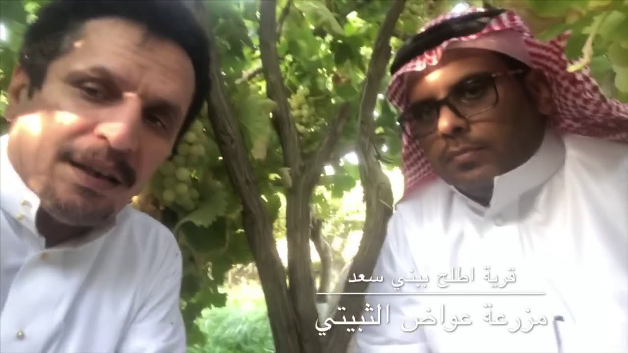 مهرجان العنب الثالث ببني سعد - مزرعة عواض الثبيتي قرية أطلح