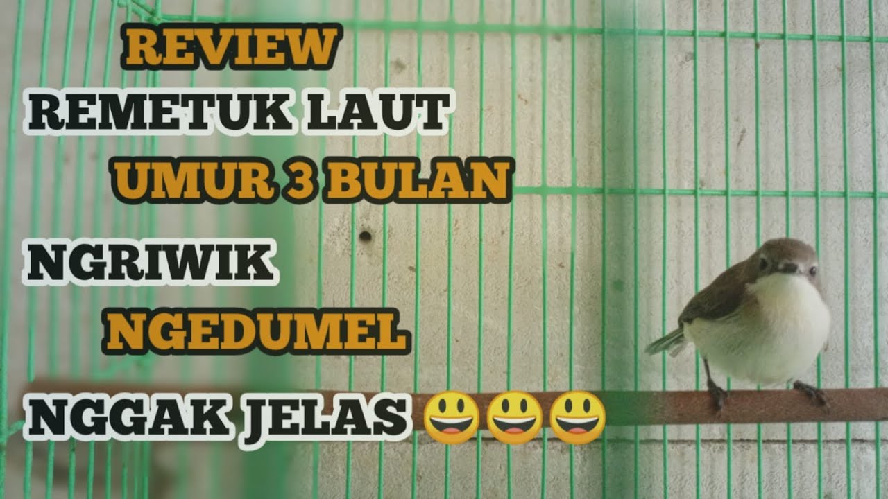 REVIEW REMETUK LAUT UMUR 3 BULAN
