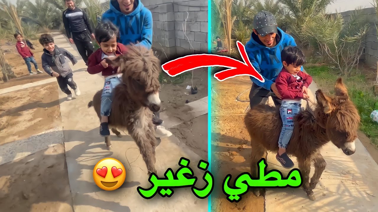 خليت المطي يركض وراهم 🦓🤣 | اول مره يشوفون المطي الزغير 😄