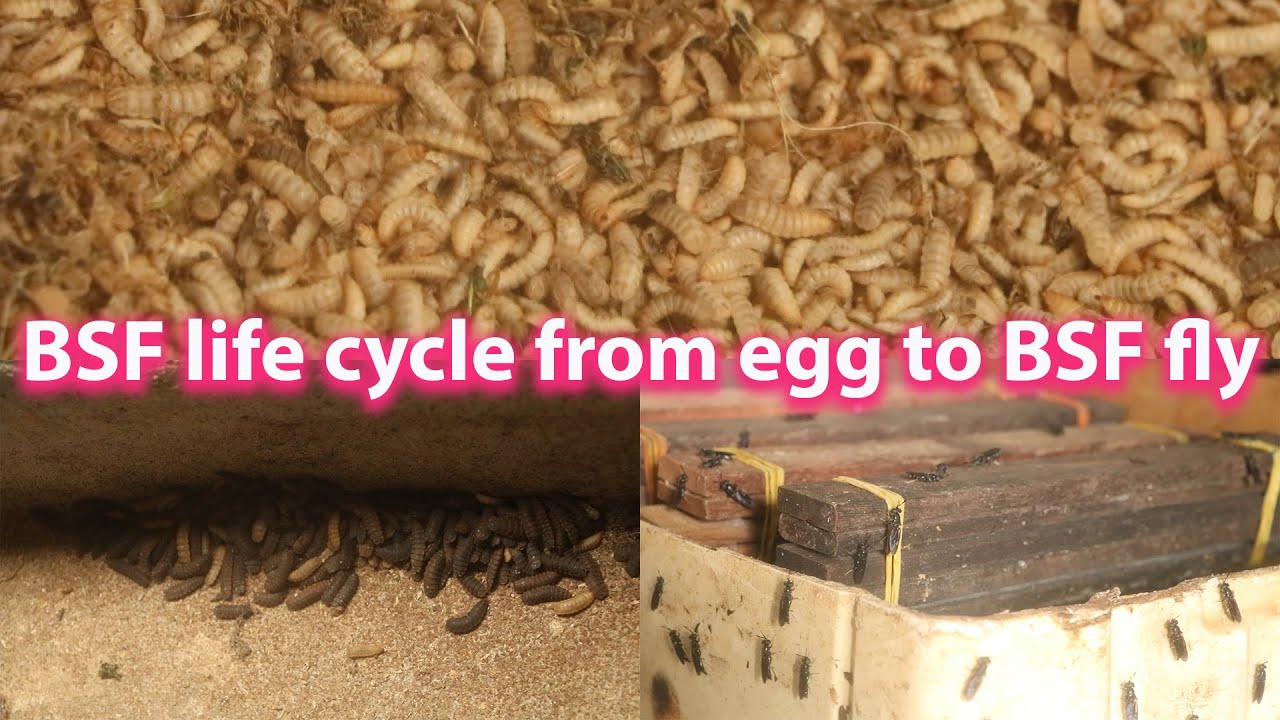 BSF life cycle from egg to BSF fly review