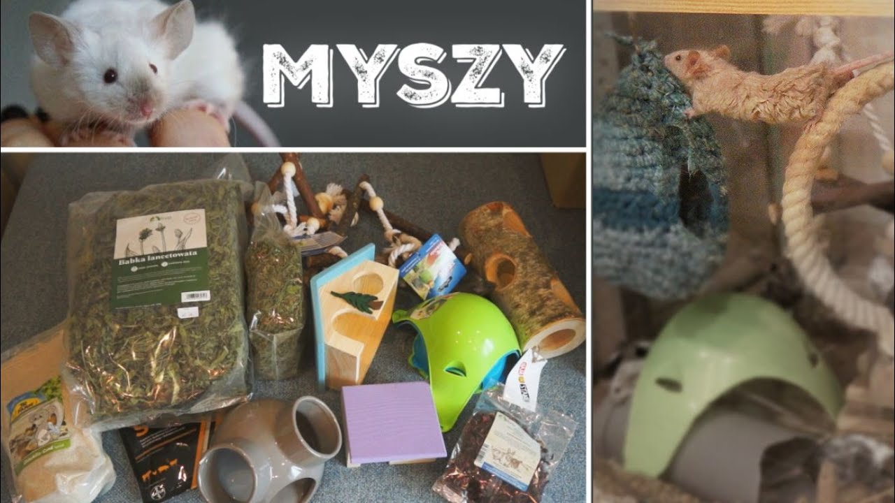 🐾Paczka z Hipcia❤️🐭Akwaria Myszy