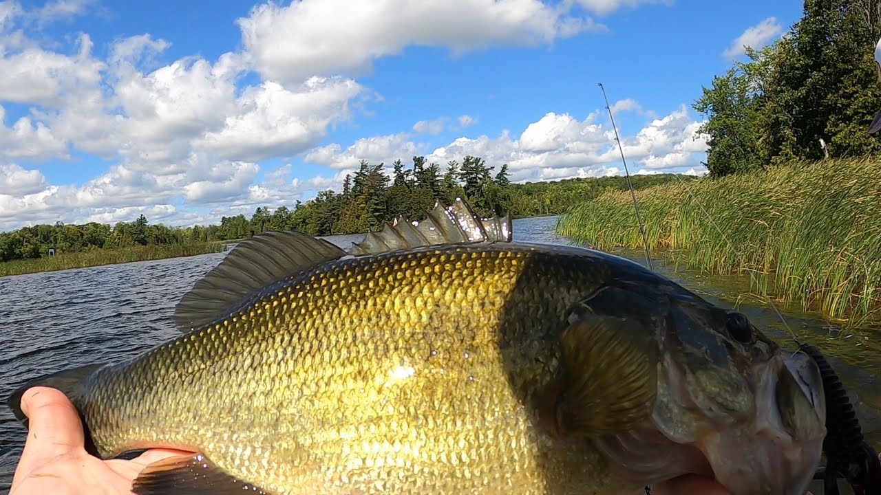 钓遍加拿大安大略省百湖（1）： 不空湖(Buckhorn Lake)船钓大嘴鲈鱼