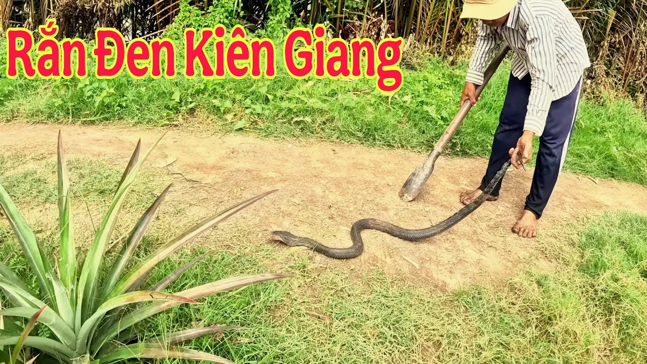 Hành Trình Về Kiên Giang Giúp Nông Dân Bắt Rắn Ở Rẫy Khóm || Giang Ca SB # 83     