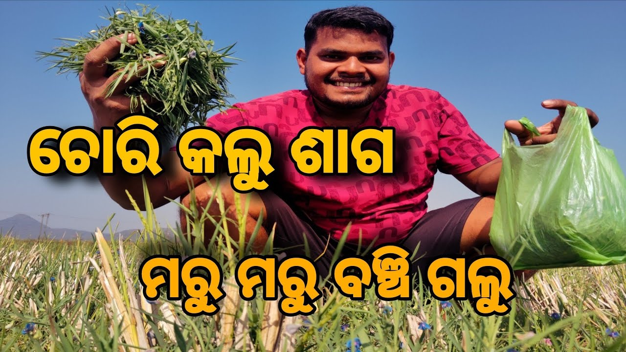 ଶାଗ ତୋଳି ବଡ଼ ଭୁଲ୍ କରିଦେଲୁ। Village life vlog 