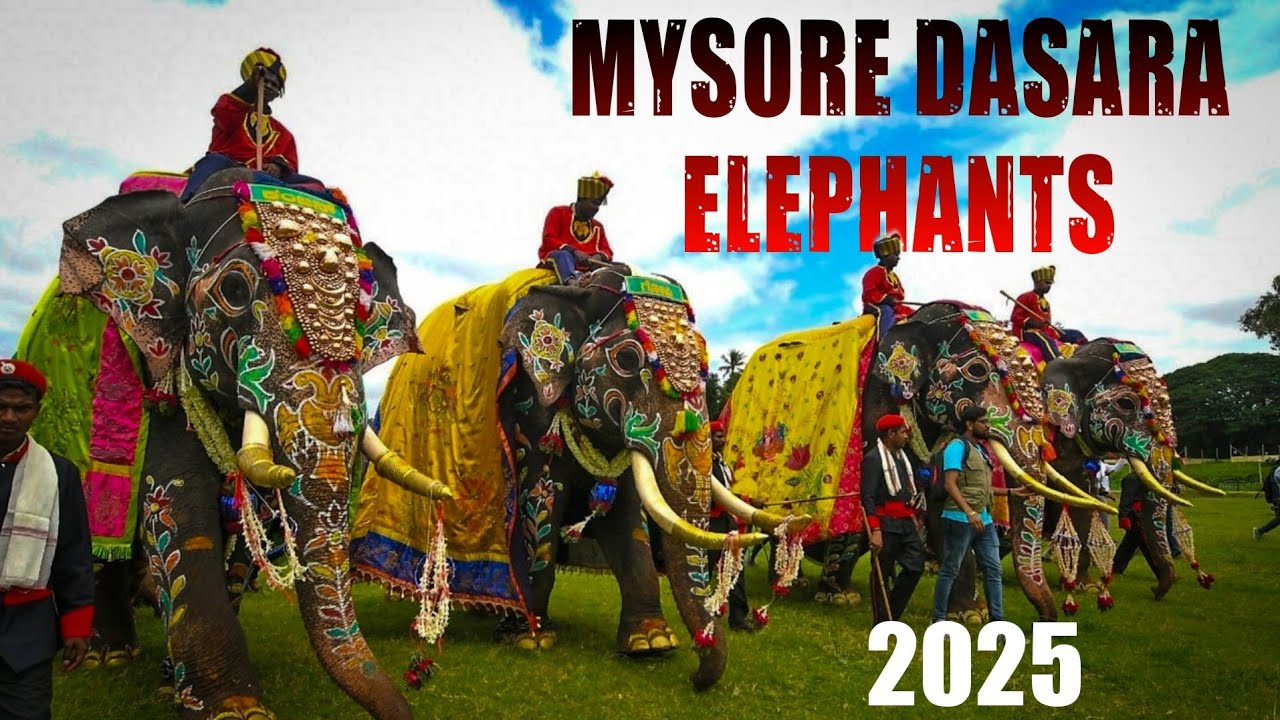 Mysore Dasara Elephants 2025 | Dasara 2025 | GAJAPAYANA 2025 | Mysuru | Mysore Dasara