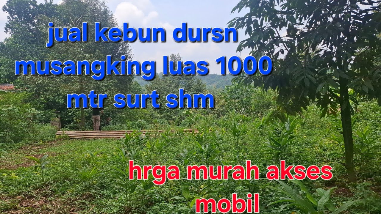 Ter dp murah kebun duren luas 1000 mtr surt shm hrga 150 jta akses mobil tnah bgus ada duren 20 phn 