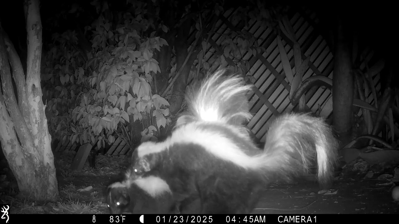 Skunks mating.