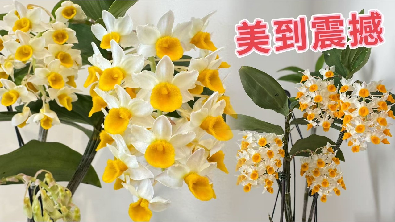 【25048】太震撼了，成就感拉满，球花石斛，很好养，易爆花【静姐说花】Dendrobium thyrsiflorum