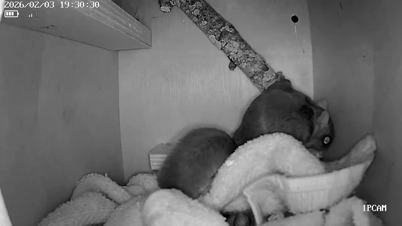 Flying Squirrel Rise and Shine