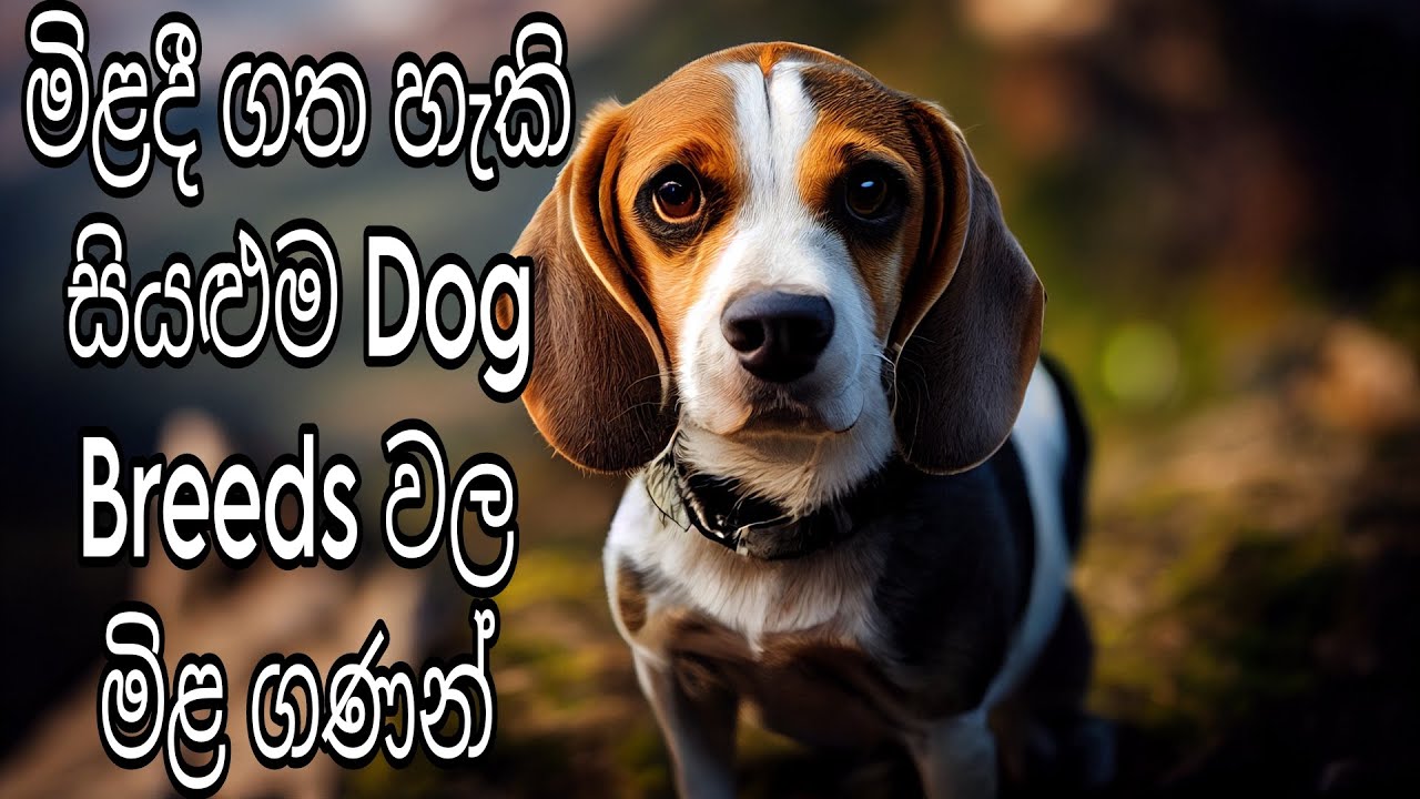 Dog price in Sri Lanka 2024 | Prices of 18 Dog Breeds that can be bought in Sri Lanka