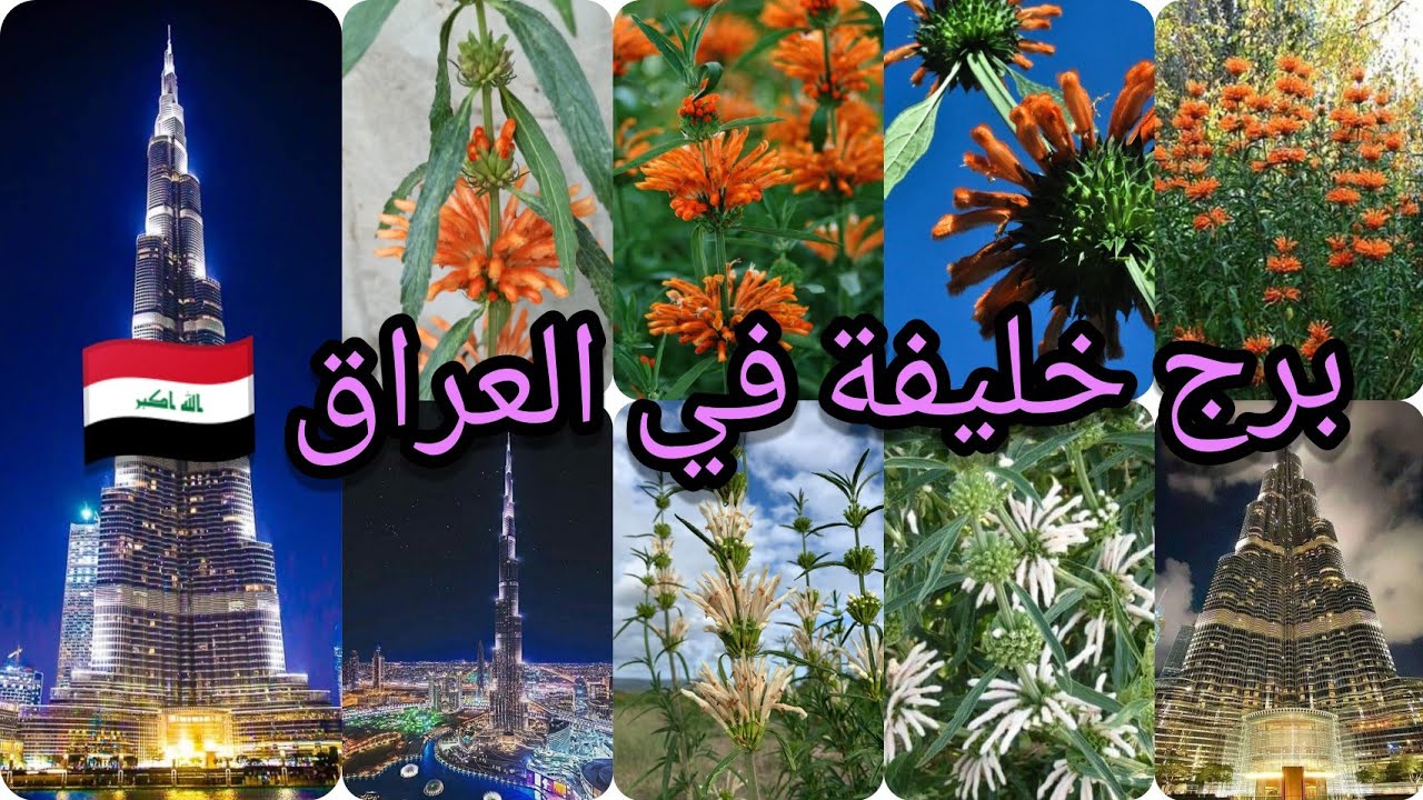 نبات أذن الأسد الذنبية :Leonotis leonurus) برج خليفة نبات طبي موجود بأسعار مناسبة العراق 🇮🇶 بابل