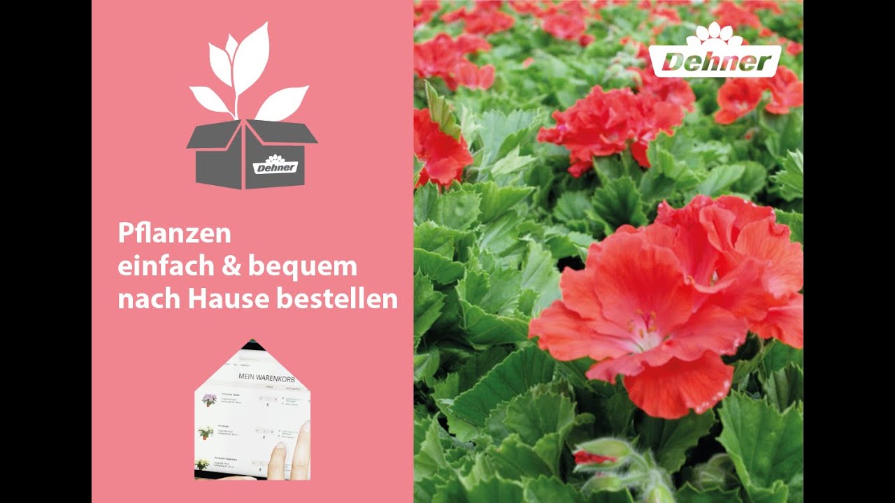 Pflanzen bestellen 🚚 einfach & bequem nach Hause! 🌿 Dehner Pflanzenversand