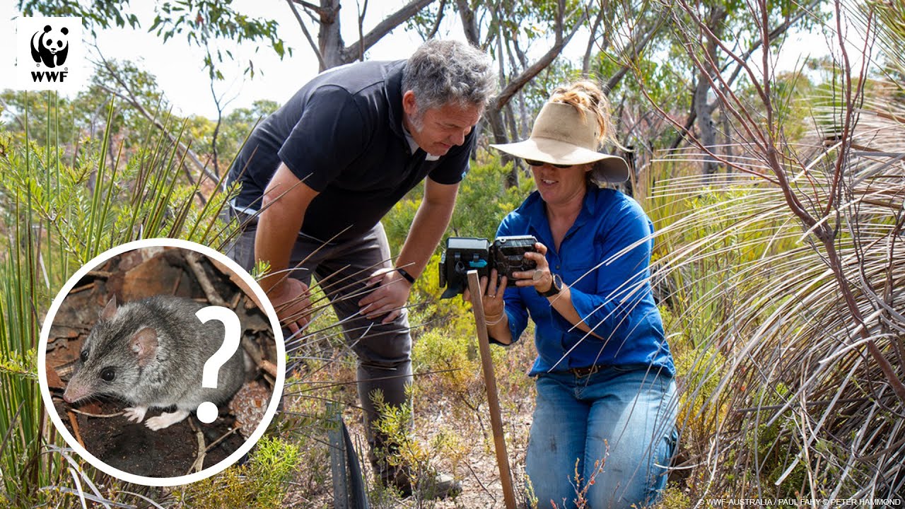 В поисках Даннартов на острове Кенгуру после пожаров 🐭 | WWF-Australia