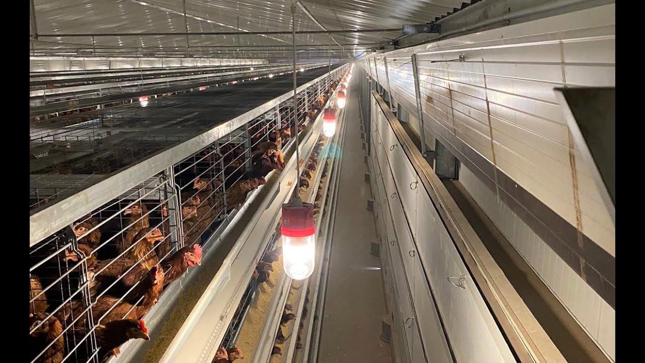 Facco C5 layer system - Poultry Equipment