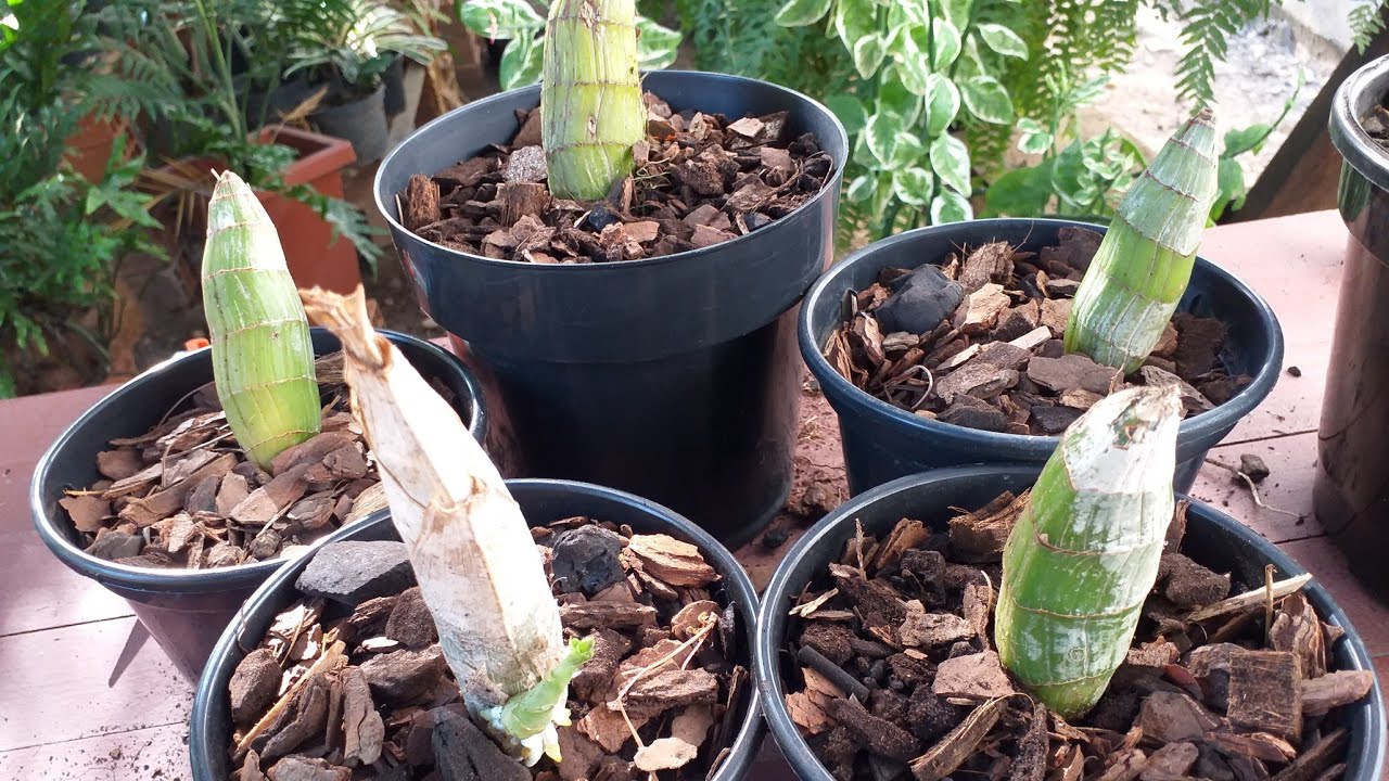 Plantando Bulbos De Catasetum!!