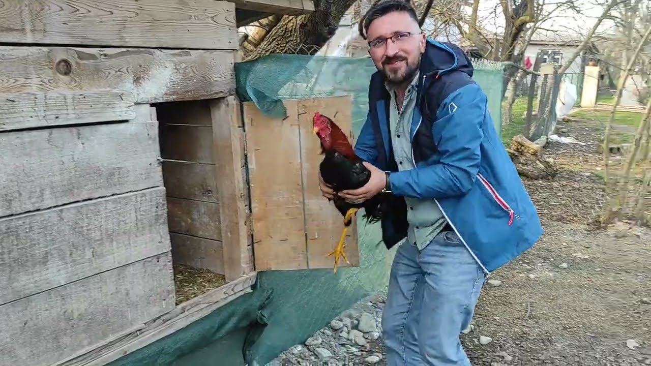 /// ESKİ VİDEO DA GÖRDÜĞÜNÜZ İLYAS KARDEŞİMİZ ARTIK HOROZ TUTMAYI ÖĞRENMİŞ ///