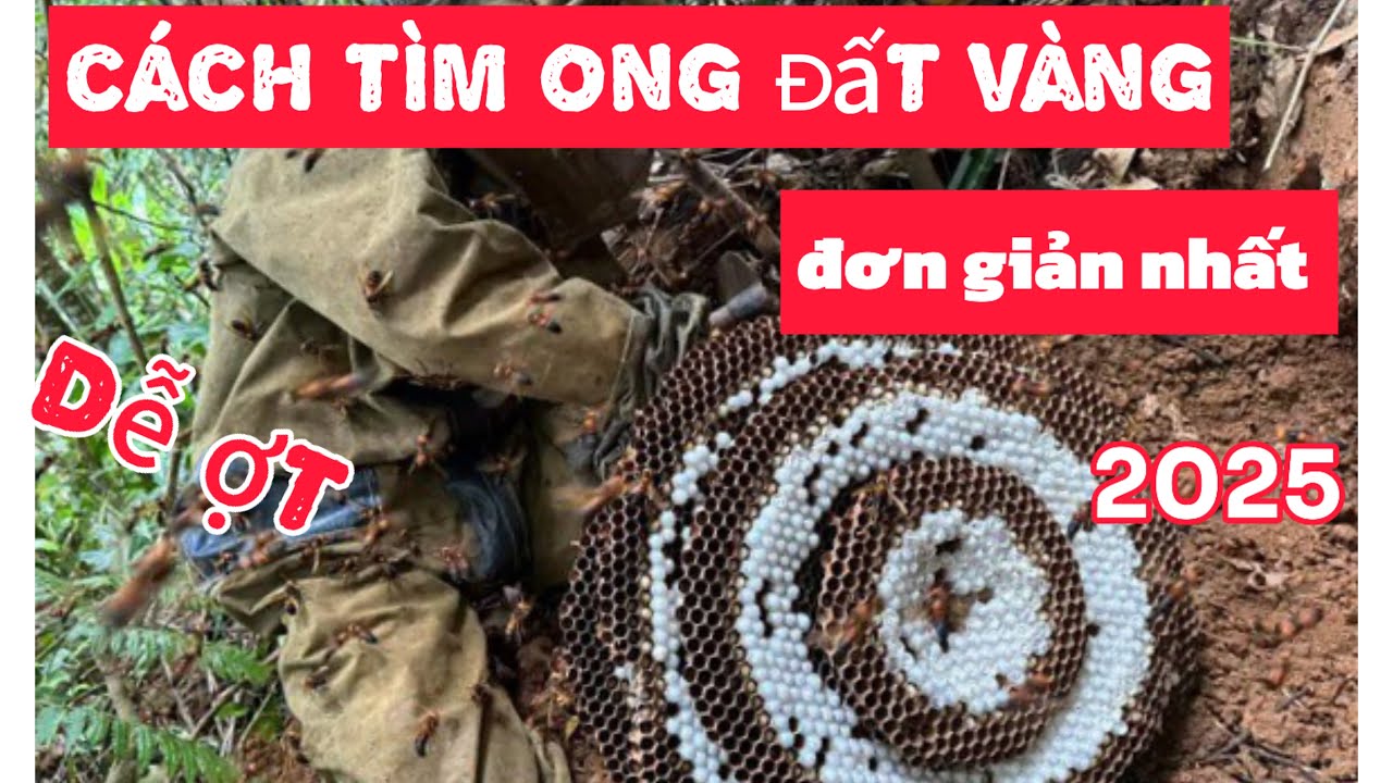 HƯỚNG DẪN cách tìm ong đất vàng đơn giản nhanh nhất 2025  cho người mới