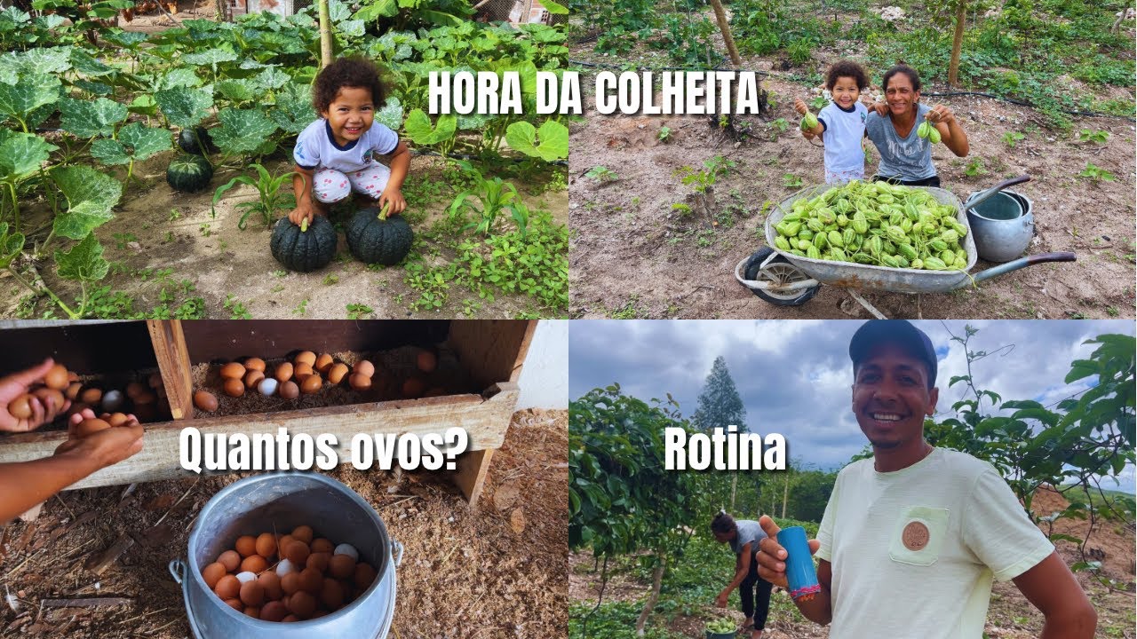 Colheita na Horta, Coleta de Ovos e a Fartura da Roça