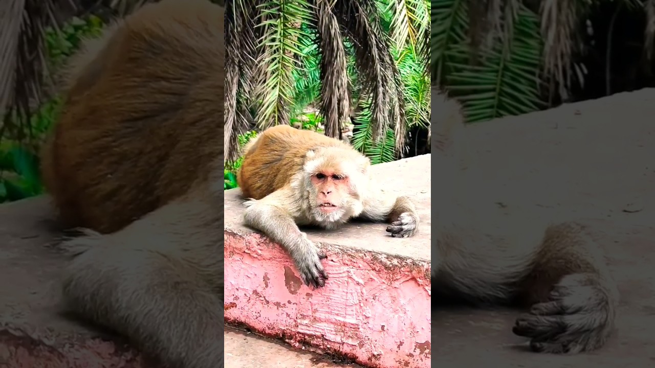 Monkey video || Hilarious Hijinks of Funny Animals #shorts #viral #youtubeshorts
