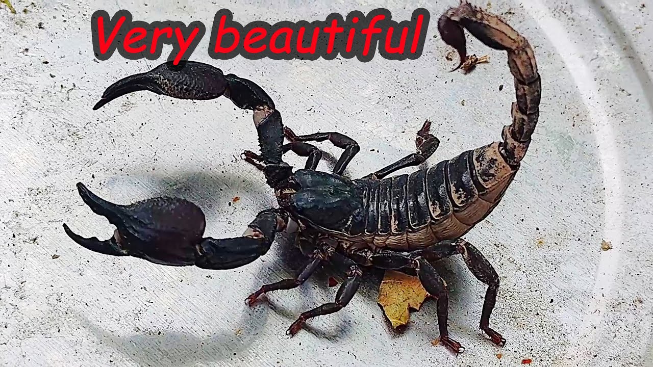 Caught two scorpions today