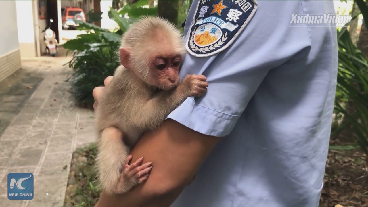 Cute! Rescued baby monkey keeps on hugging police officers in SW China