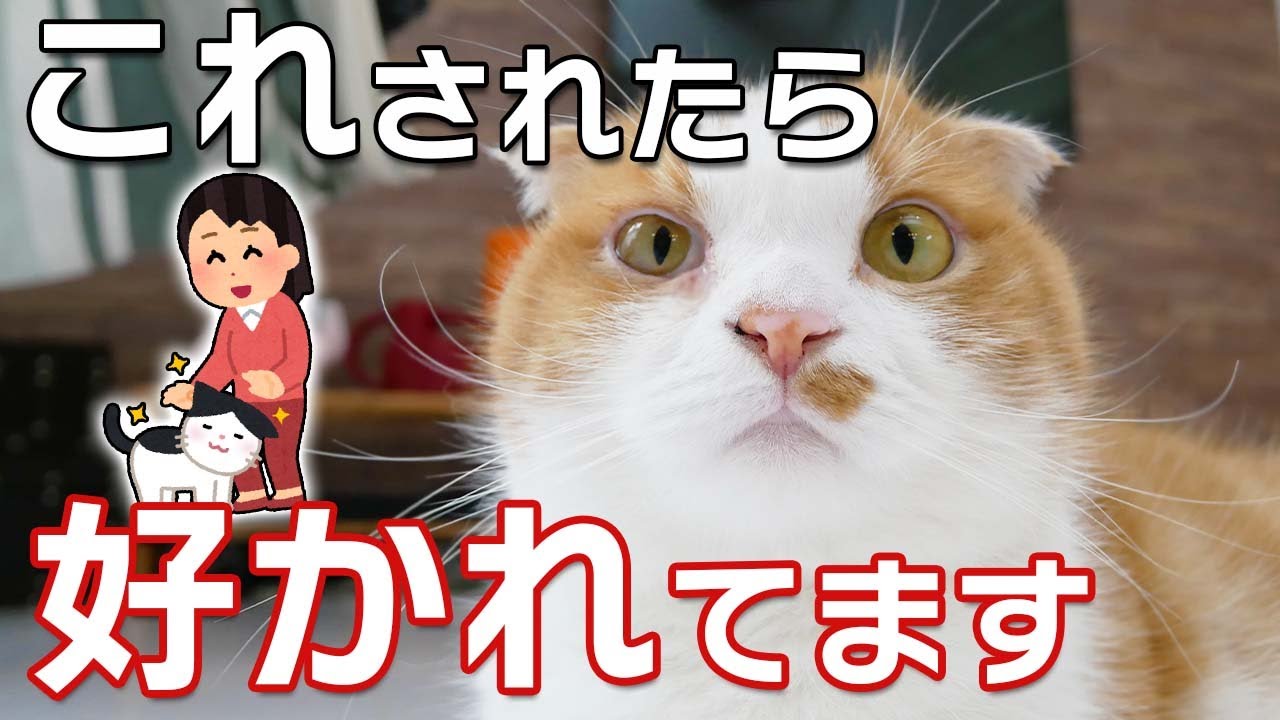 猫が大好きな人にしかしない９つの行動 これされたら好かれています