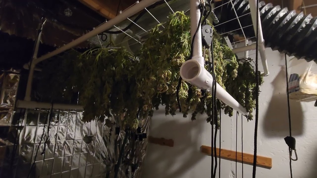 Hanging my scrog to dry