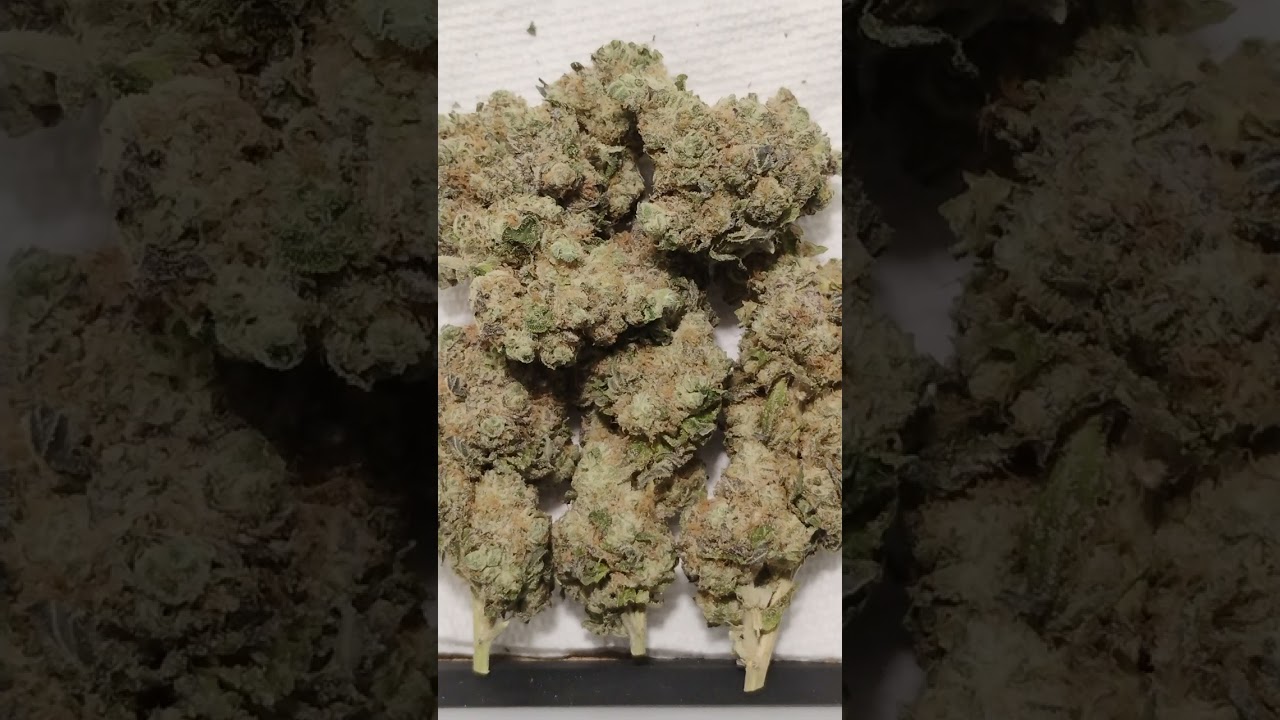 🔥Hash Burger🔥 Cannabis strain review/W Dr. Greenbody