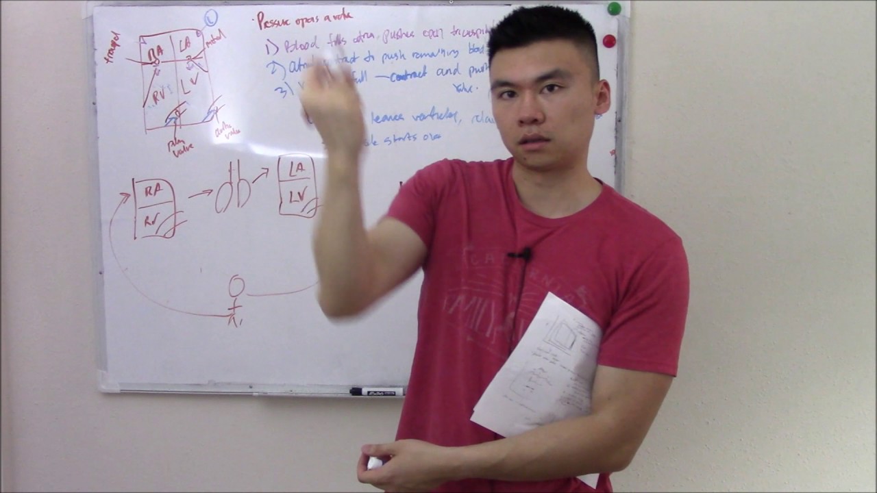 USMLE Cardiovascular 6: Cardiac Cycle, Pressure Volume Loop, and Jugular Venous Pressure