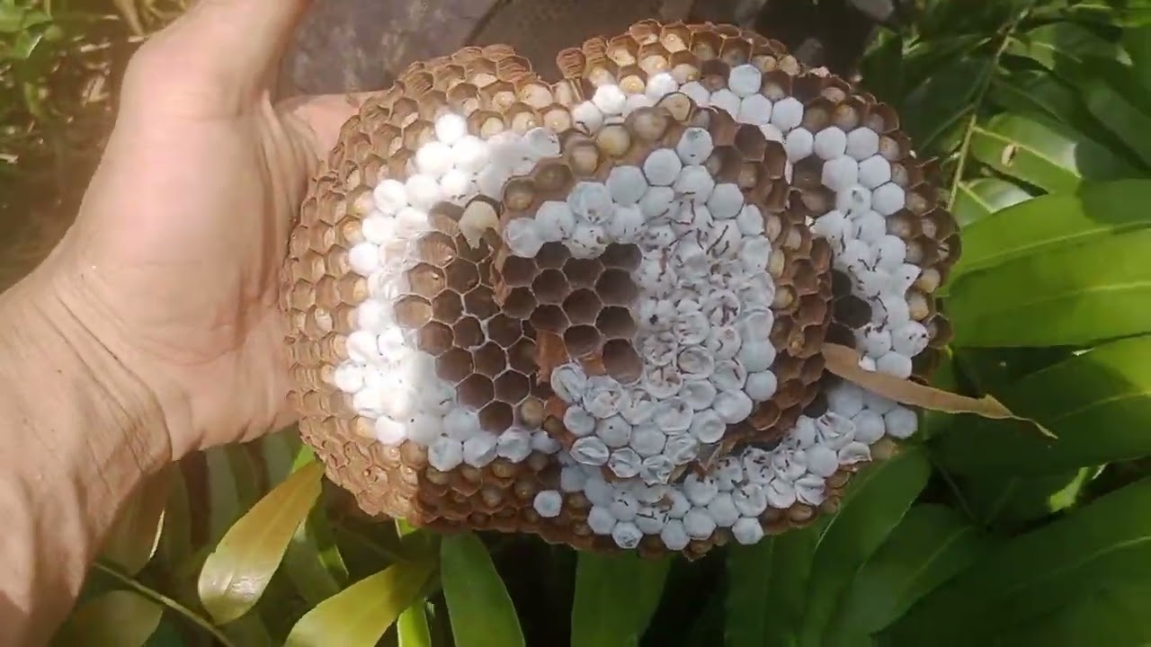 Săn ong rừng một ngày gặp được ba tổ ong bầu mật trám voi siêu đẹp !