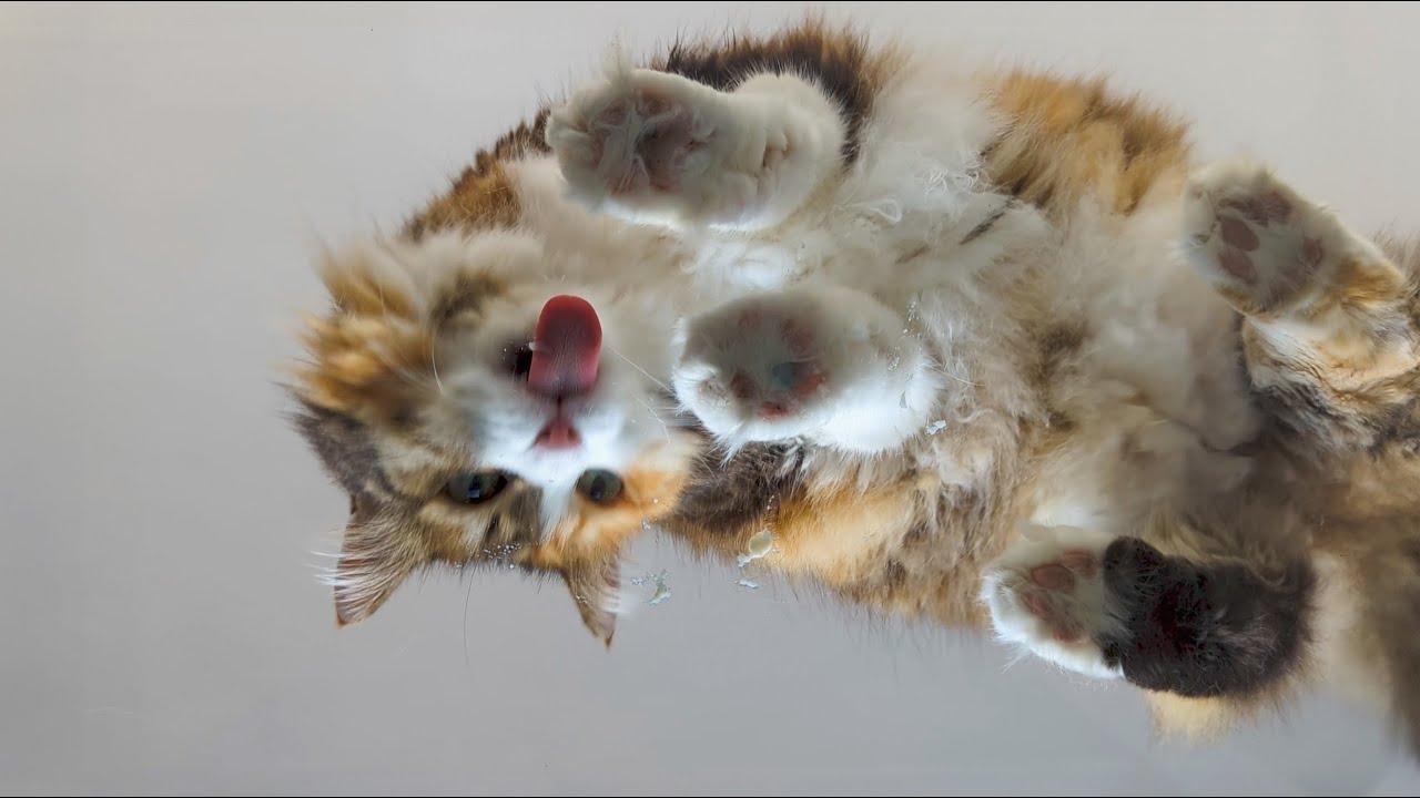 Cat just want to have treat