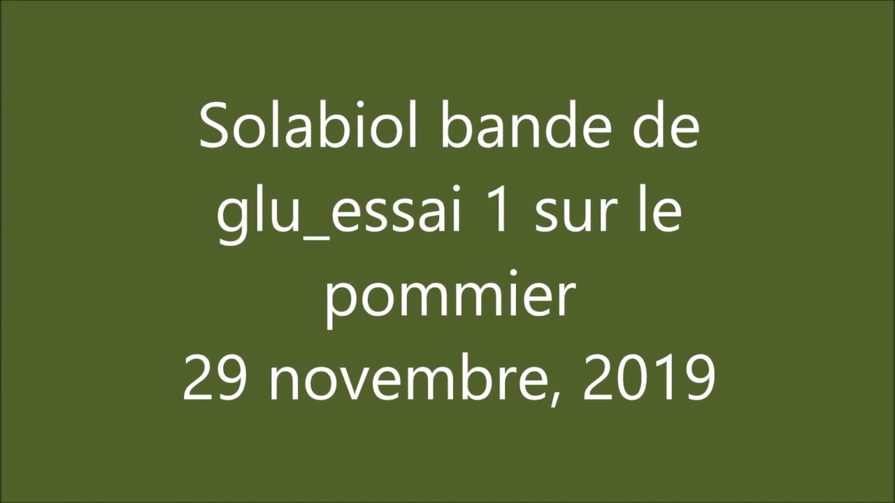 Solabiol winter Glue band for fruit trees - test 1...