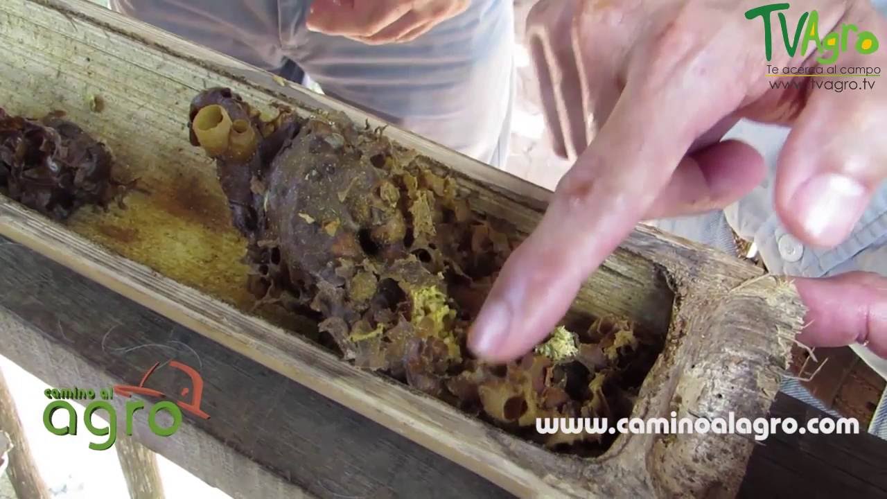 Control de Plagas en una producción Apícola - TvAgro por Juan Gonzalo Angel