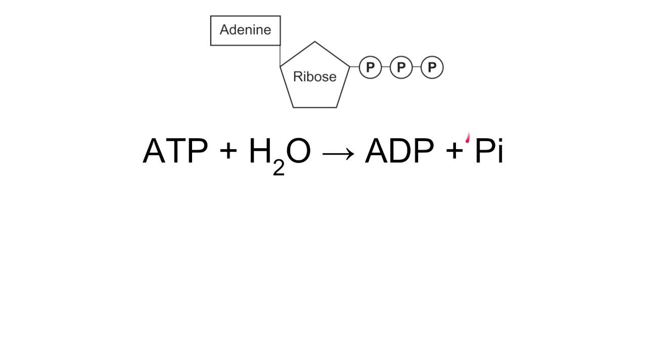 ATP AQA A Level Biology