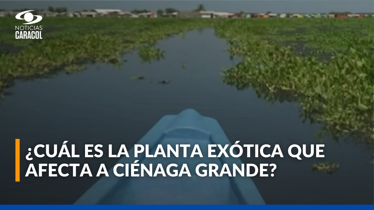 Crisis en Ciénaga Grande de Santa Marta: planta traída del extranjero se ha multiplicado sin control