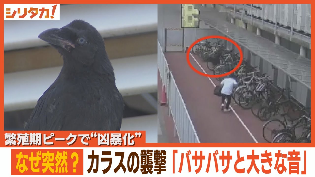 頭をめがけて突然背後から…“威嚇”繰り返すカラス　その理由【シリタカ！】(2024年6月7日)