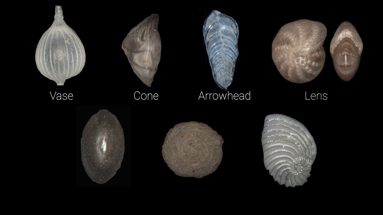 FossilSketch: Foraminifera