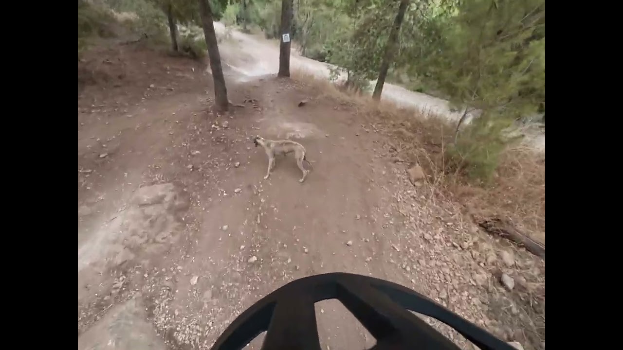 Lenny the whippet mtb ride