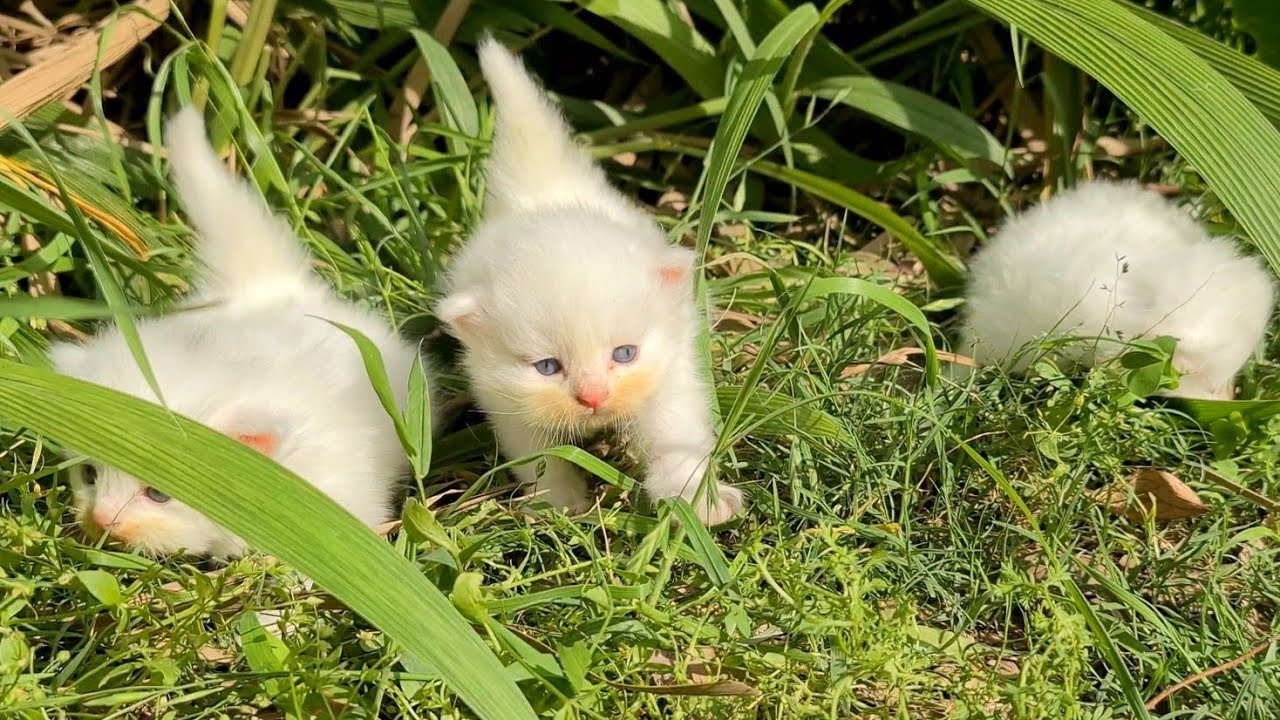 Kittens Looking for Their Mother, Now They’re Safe in Her Arms