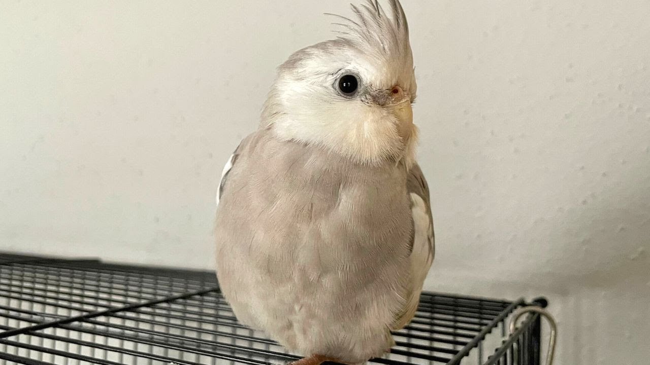 How Baby Cockatiel Relaxes