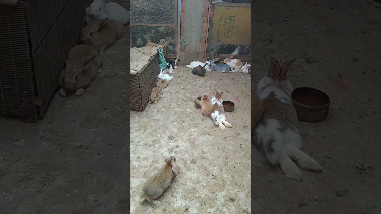 الإنتفاخ عند الأرانب أسبابه وعلاجه والوقاية منه