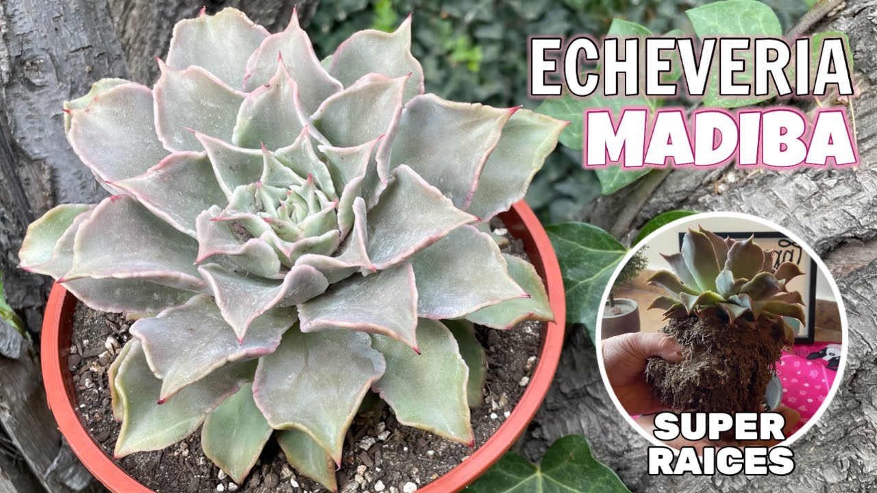 ECHEVERIA MADIBA | Cuidados y prevención de plagas