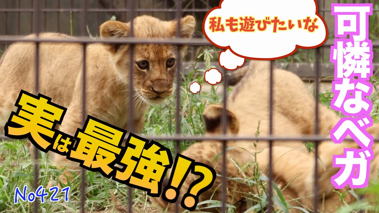 No421 可憐なベガ　アルとデンに負けない心【のんほいパーク】　#アース＆シルクファミリーThe lovely Vega, a heart that won't lose to Al and Den