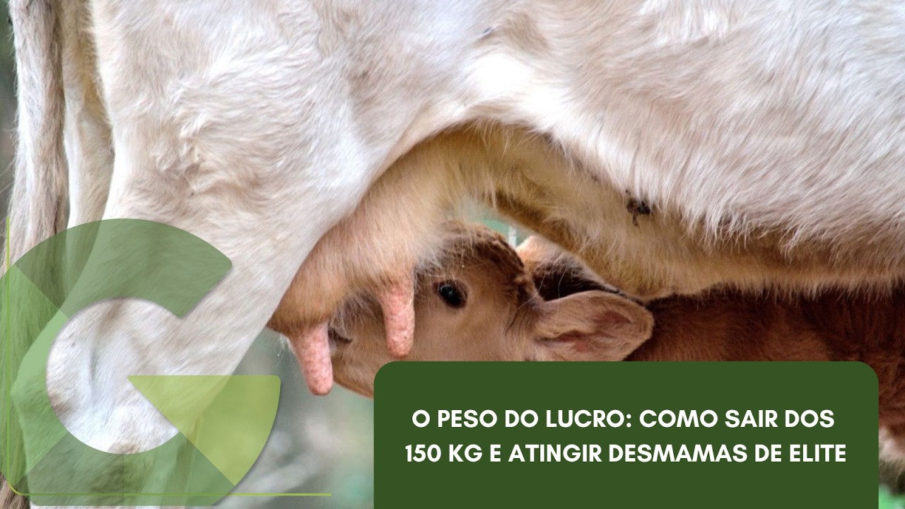 O PESO DO LUCRO: COMO SAIR DOS 150 KG E ATINGIR DESMAMAS DE ELITE
