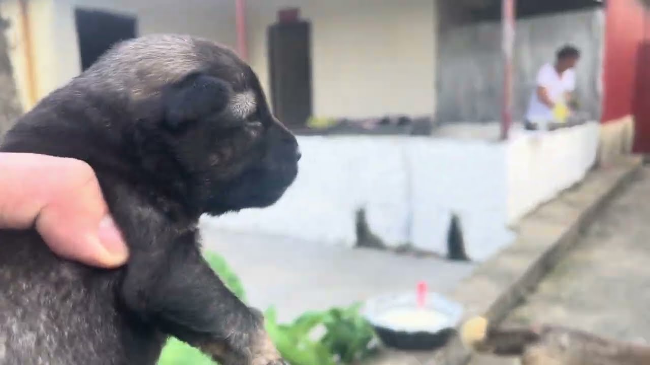 Cleaning and Protecting Puppies’ Home to Keep Them Healthy and Safe