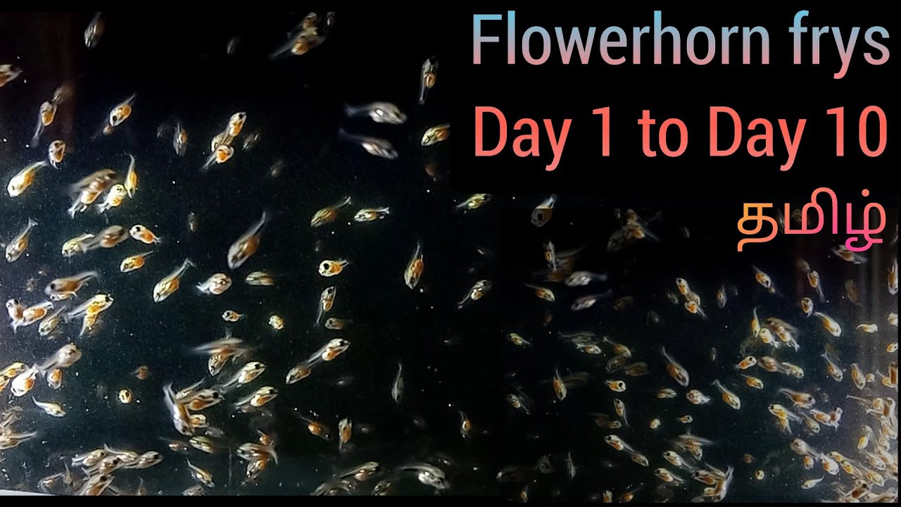 Flowerhorn Frys | Flowerhorn Fry Care |Flowerhorn Eggs hatched | SRD fries | தமிழ் | Dorsal Fin