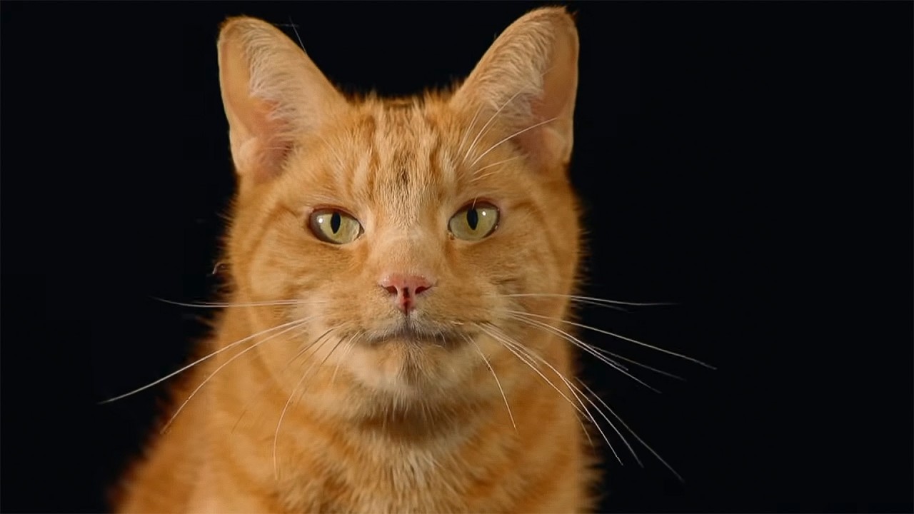 Why Cats Thrive in the Most Extreme Environments (4K Documentary)