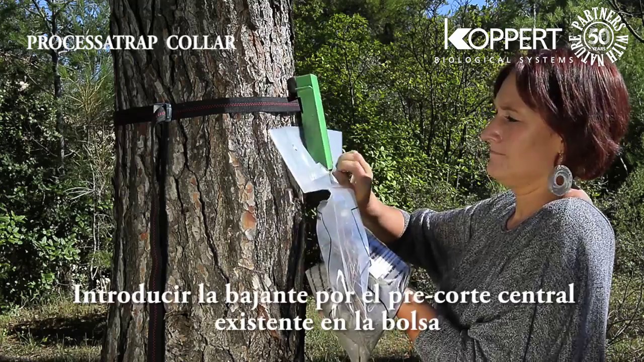 KOPPERT TRAMPA PROCESIONARIA