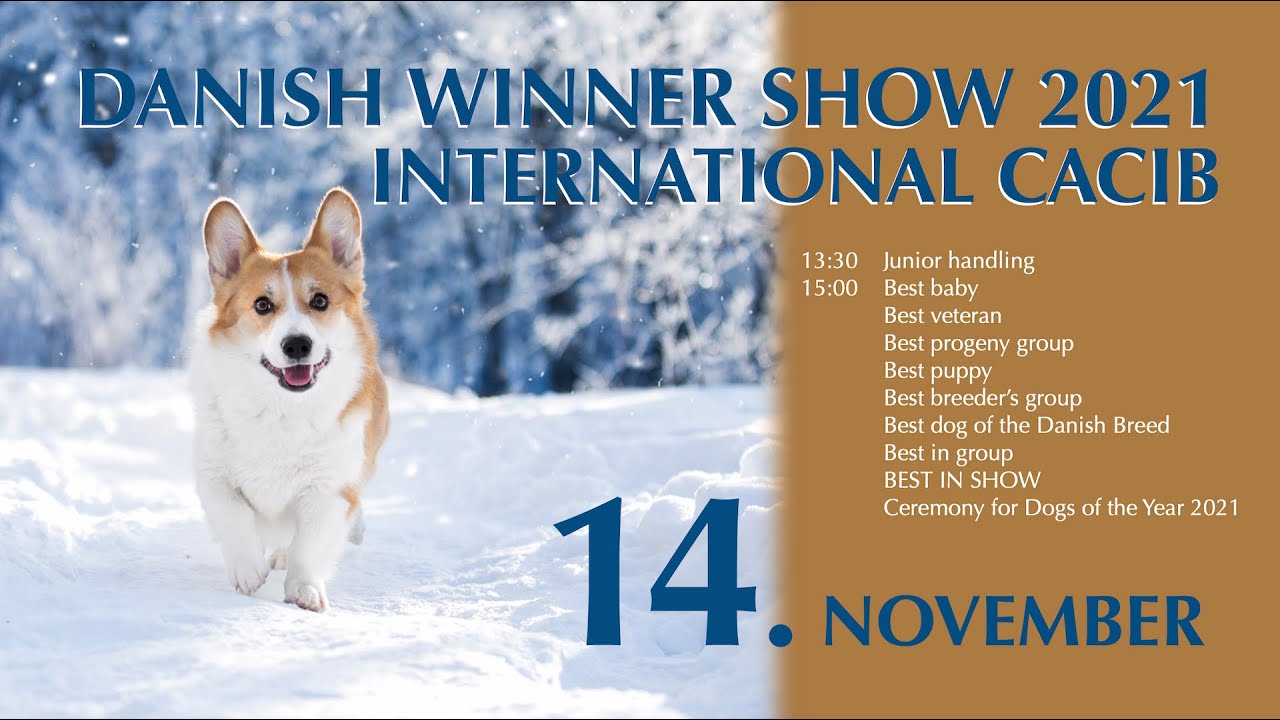 DANISH WINNER SHOW 2021 - INTERNATIONAL CACIB