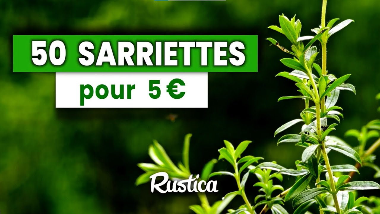 50 sarriettes pour 5 euros